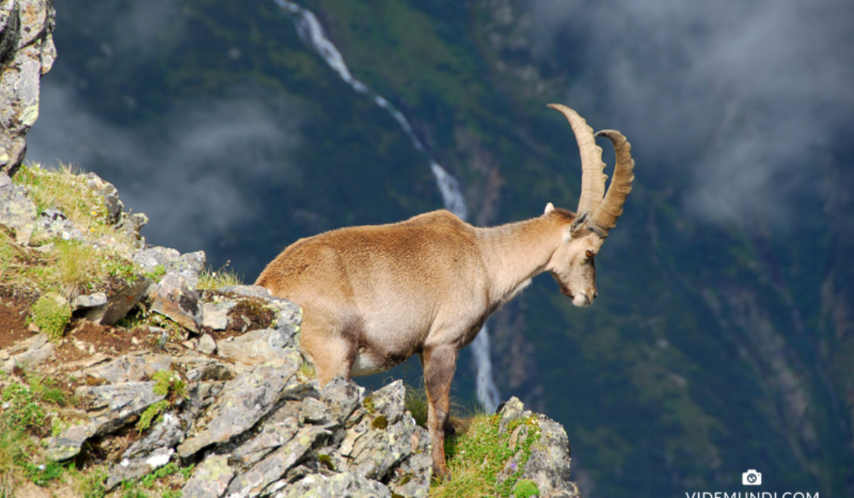 GAHWINDEN DEER in PITZTAL