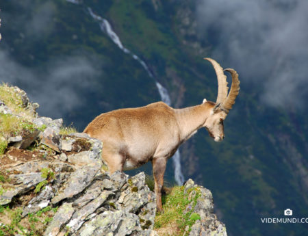 GAHWINDEN DEER in PITZTAL