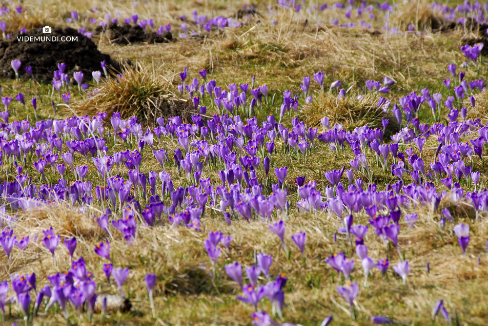 Crocus valley in Poland (11)