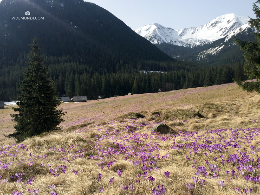 Crocus valley in Poland (34)