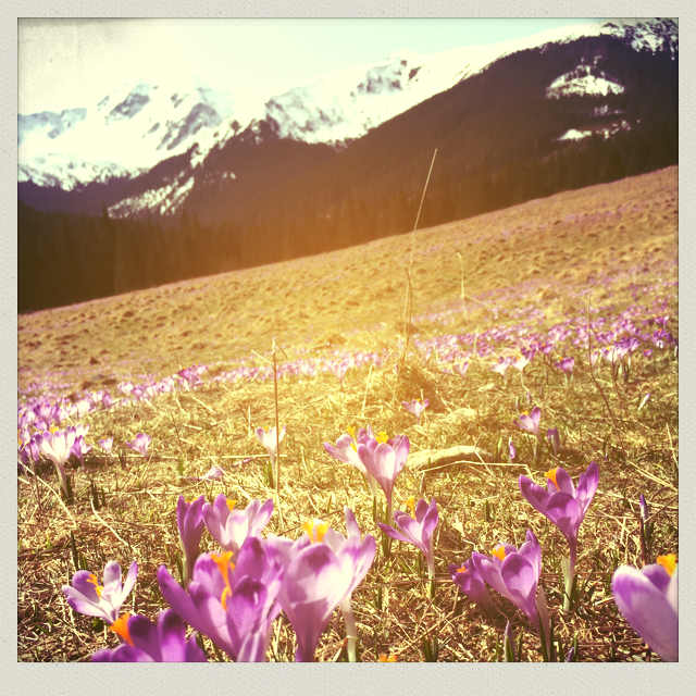 crocus valley in Poland