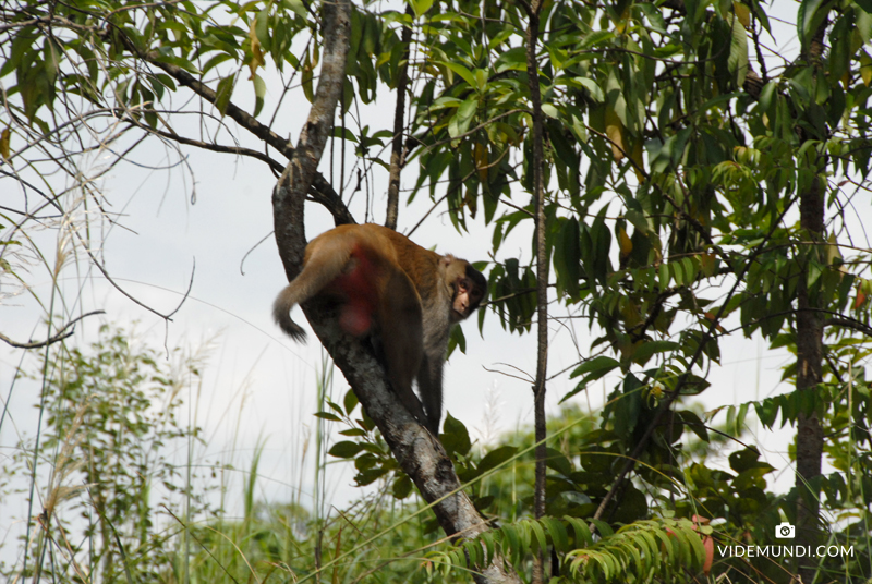 Wildlife Rafting Safari