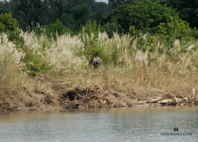 Wildlife Rafting Safari