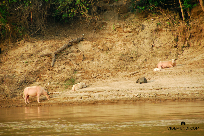 Mekong Slow Boat trip