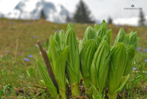 Bucegi Mountains Hike