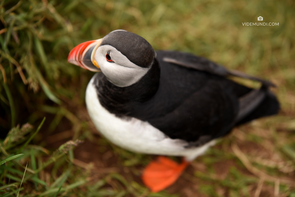 RING ROAD ICELAND puffins