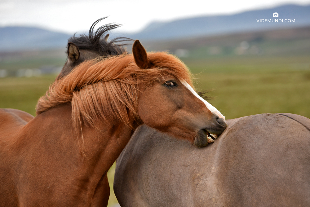 Westfjords Iceland horse